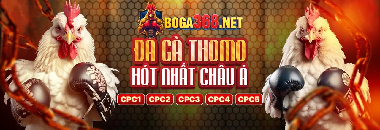 Đấu trường gà Thomo sôi động với gà tre Thomo